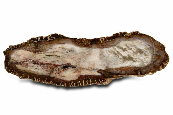 Polished Petrified Wood End Cut - Washington #338156